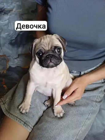 Чистокровные щенки мопса, фотография 1