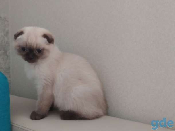 Шотландские котята, фотография 7