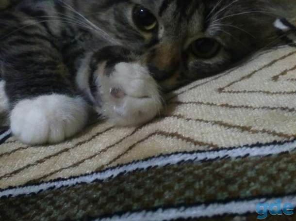 Кошечка, фотография 5