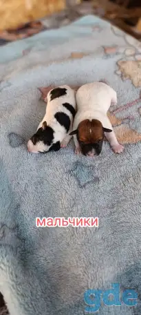 Щенки, фотография 4