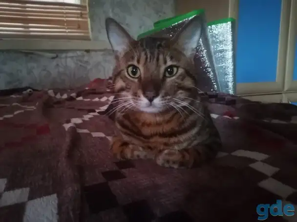 Продам котика бенгальский кот, фотография 1