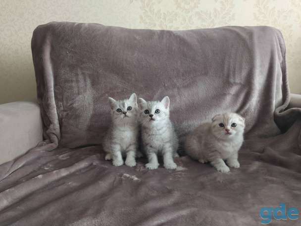 Шотландские вислоухие котята, фотография 1