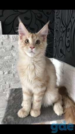 Котёнок мейн-кун, фотография 4