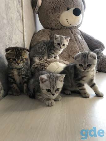 Шотландские плюшевые котята ТОРГ УМЕСТЕН, фотография 2