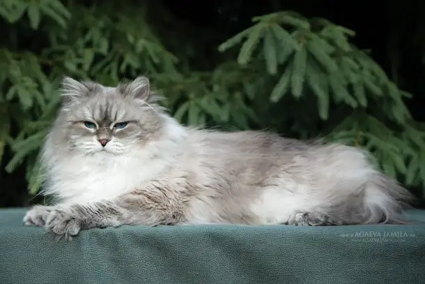 Сибирский кот, невский маскарадный кот ищет новую семью, фотография 1