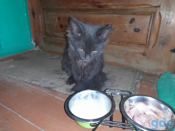 Котёнок, фотография 1