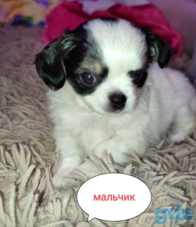 Щенки чихуахуа, фотография 2