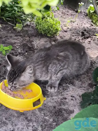 Отдам котенка в хорошие руки, фотография 2