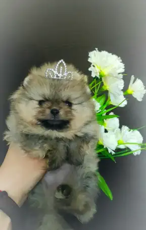Померанский шпиц, щенки. Мини мишки, фотография 4