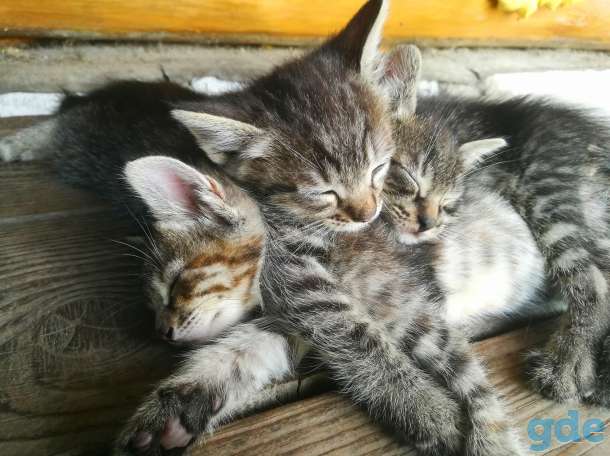 Котята. БЕСПЛАТНО., фотография 4