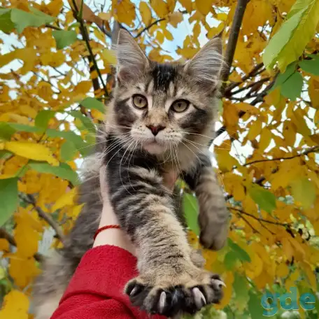 Питомник  Мейн кунов, фотография 1