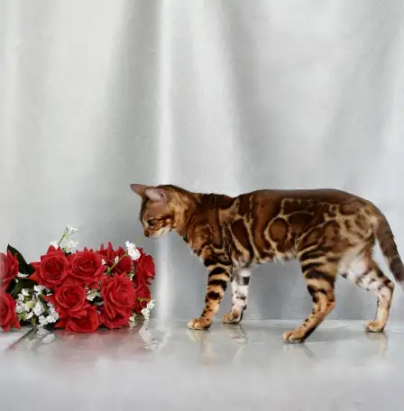 Шикарная бенгальская кошечка, фотография 4