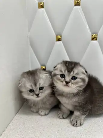 Шотландские котята, фотография 2