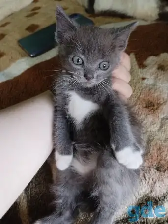 Котята, фотография 4