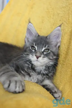 2 котенок Мейн кун, фотография 1