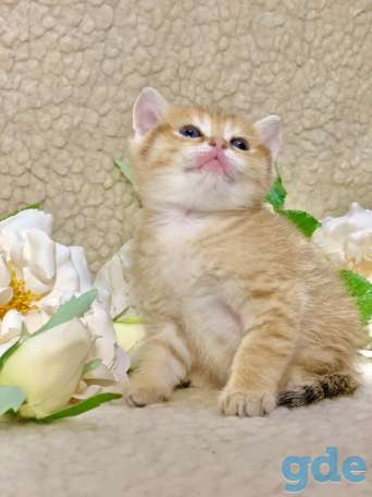 Котята шотландские ЗОЛОТАЯ ШИНШИЛЛА цена снижена!, фотография 3