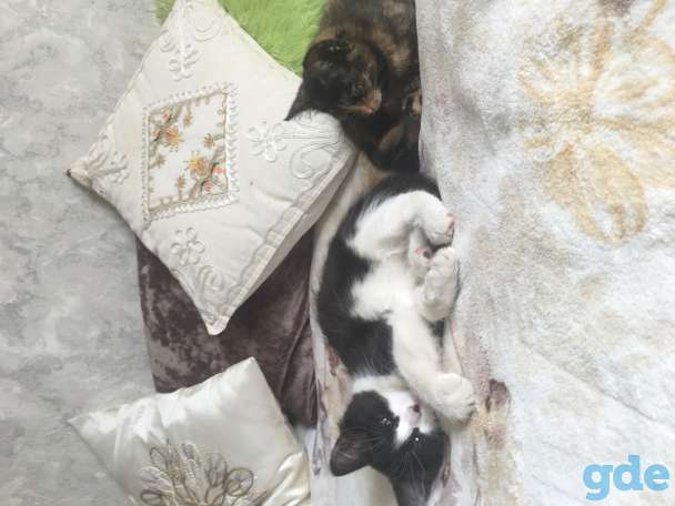 Котята, фотография 2