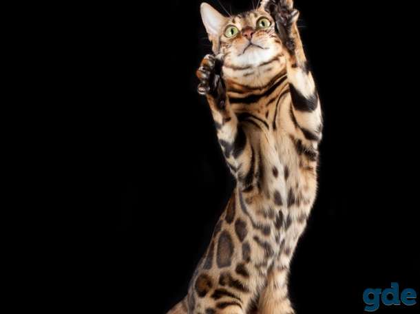 Бенгальские котята из питомника, фотография 3
