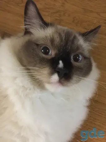 Котенок рэгдолл, фотография 2