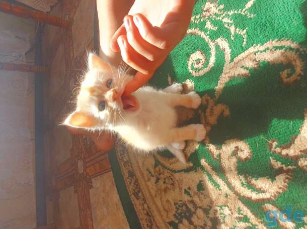Котята в дар, фотография 3