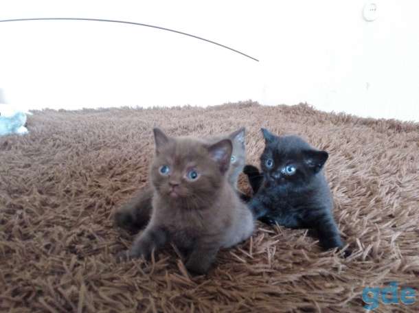 Британские котята, фотография 1