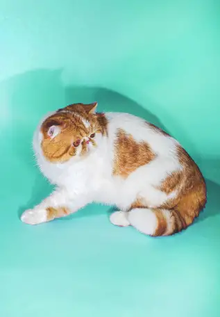 Экзотический кот Гарфилд. Даром., фотография 10