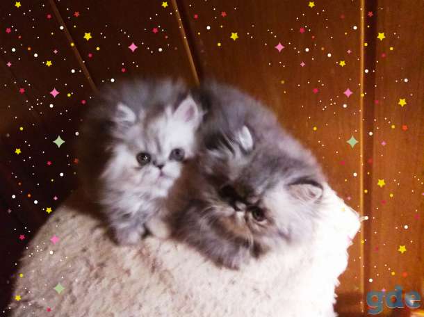 Персидские котята. Мальчики зайчики. Персы., фотография 7