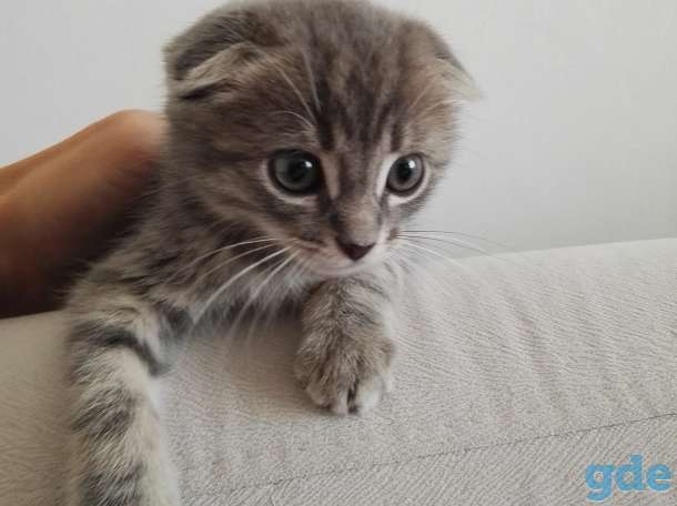 Продается котёнок, фотография 5