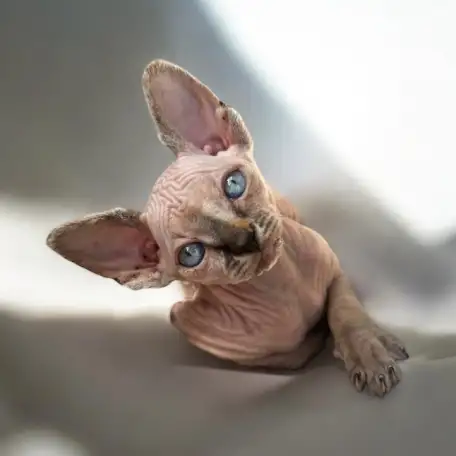 Котята канадского сфинкса, фотография 6