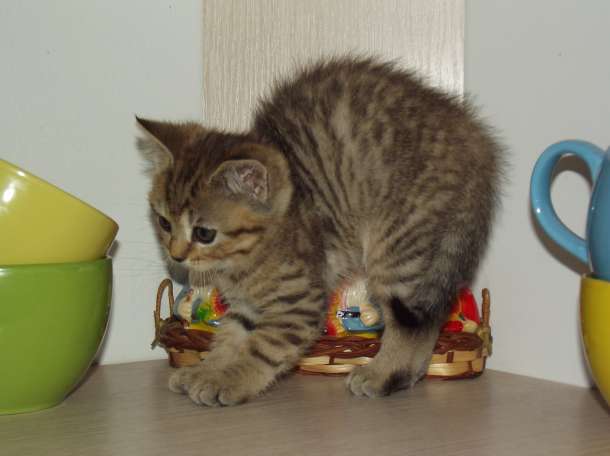 британские котята, фотография 5