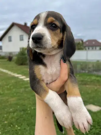 Продаются щенки эстонской гончей, фотография 6