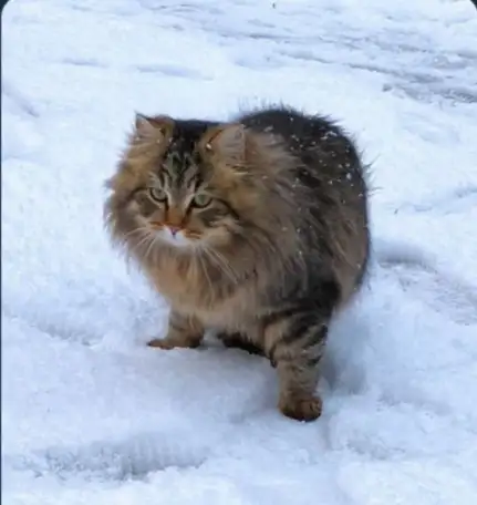 Потерялась кошка, фотография 2