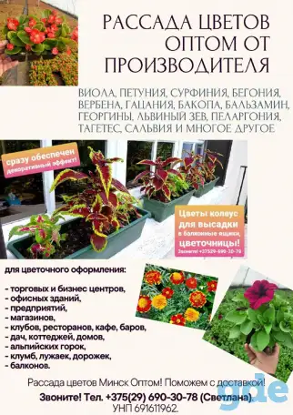 ТУИ, Хвойники, Рассада цветов оптом от производителя., фотография 3