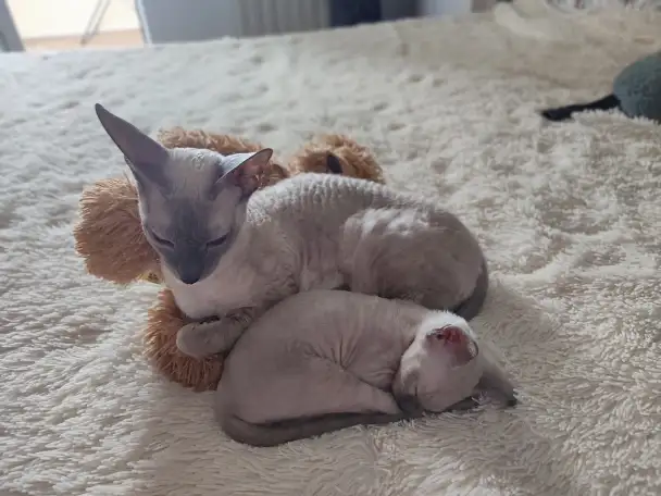 Котёнок корниш-рекс, фотография 3
