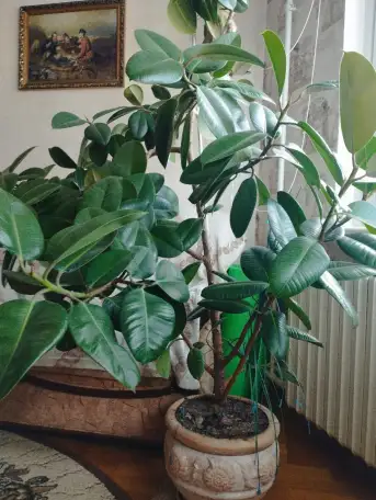 Фикус, фотография 3