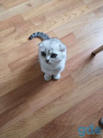 Шотландские котята, фотография 1