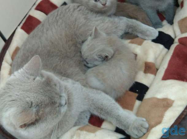 Шотландские котята, фотография 2