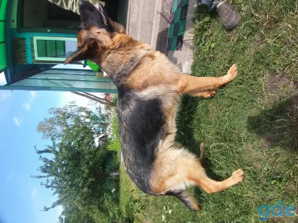 Срочно!!! Продам овчарку, фотография 8