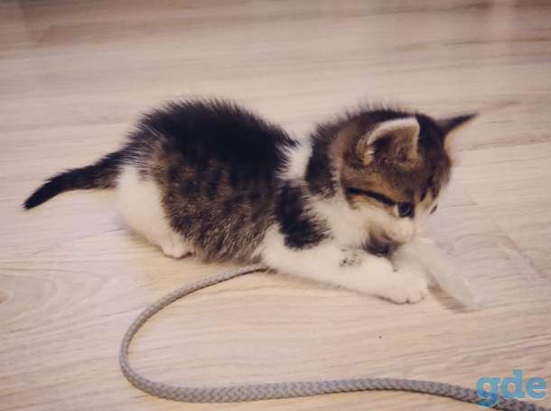 Котенок даром, фотография 3