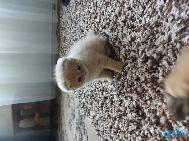 Шотландский котёнок, фотография 2