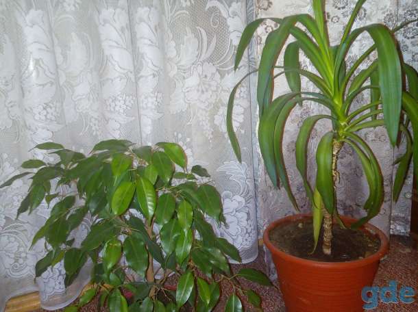 Продам комнатные цветы, фотография 3