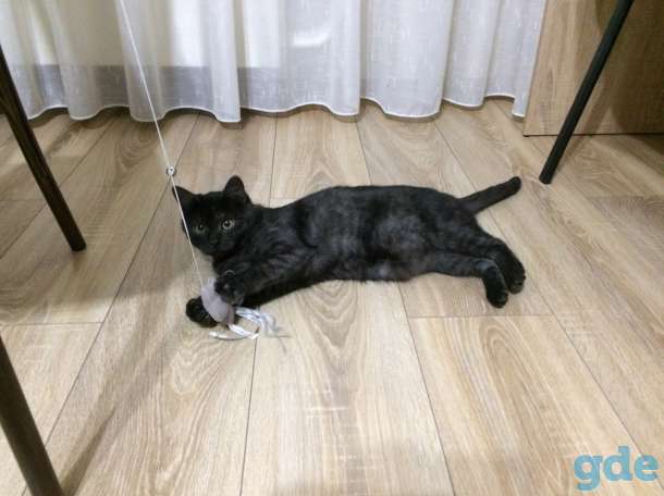 Кошечка подросток ищет любящих мам-пап, фотография 5