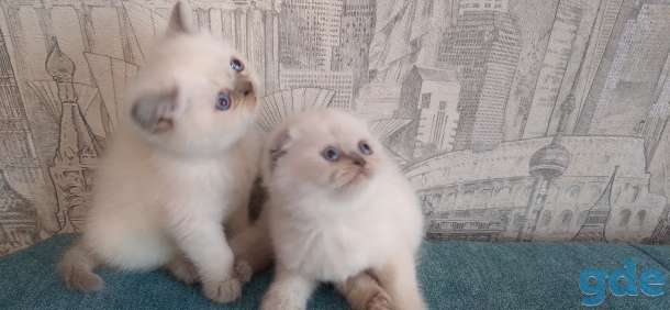Шотландские котята, фотография 5