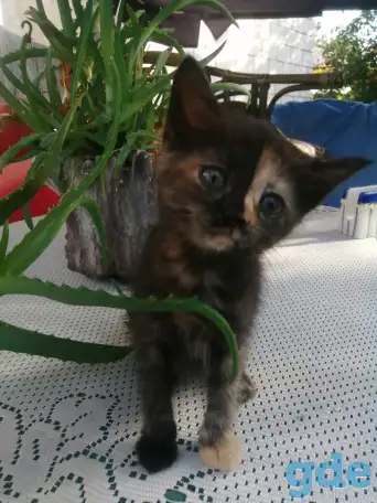 Котенок уникальной расцветки, фотография 5