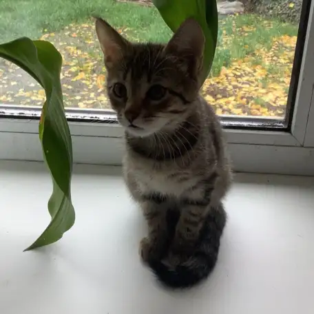 котёнок, фотография 2