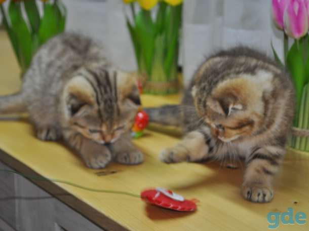 Шотландские котята, фотография 2