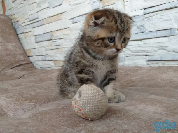 Шотландские котята, фотография 8