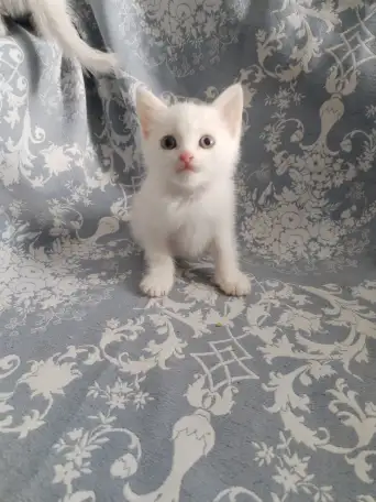 Красивые котята в дар, фотография 4
