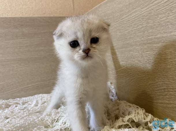 Шотландские вислоухие котята, фотография 4