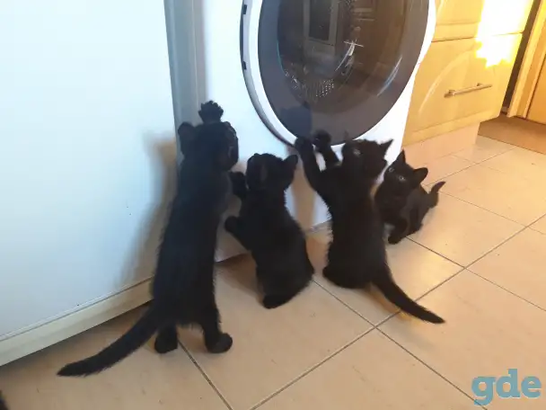 Котёнок в добрые руки, фотография 4